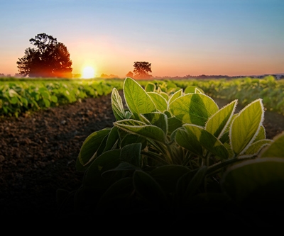 Paraquat Lawsuit Image